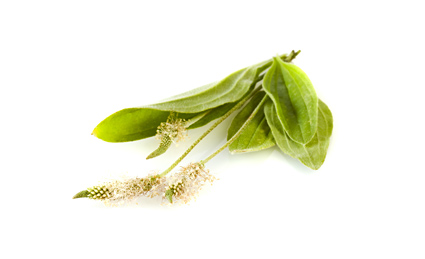 Trpotec (ozkolistni)